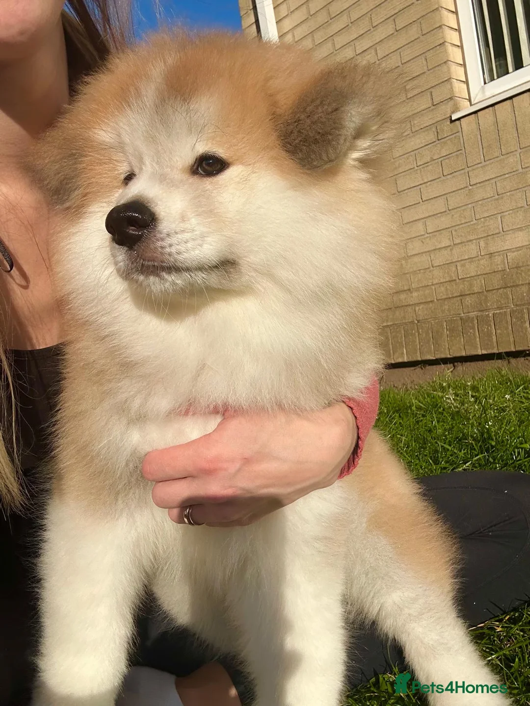 Japanese Akita Inu dogs for sale: Red Fawn Japanese Akita Inu Puppies–Ready to Leave - Advert 2