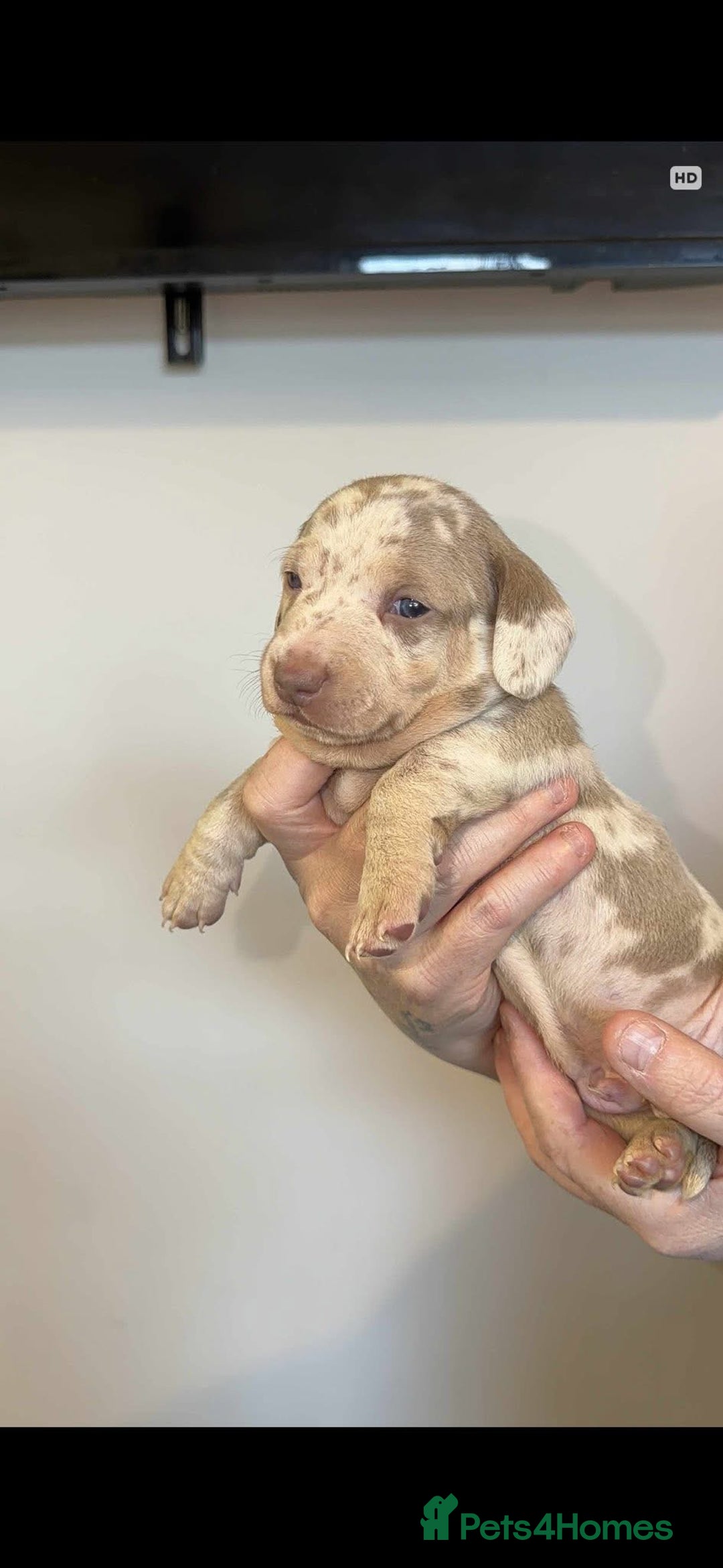 Dachshund dogs for sale: Miniature Dachshunds puppies - Advert 13