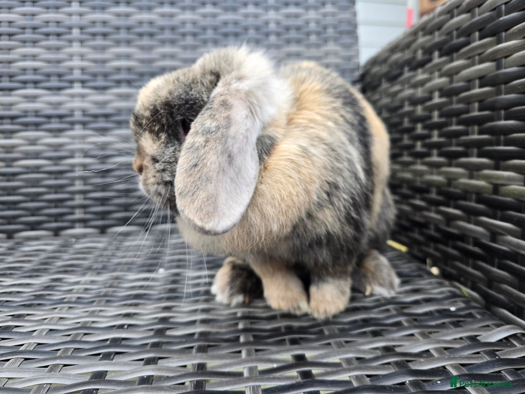 Mini Lop rabbits for sale: Mini lop Bunnies - Advert 3