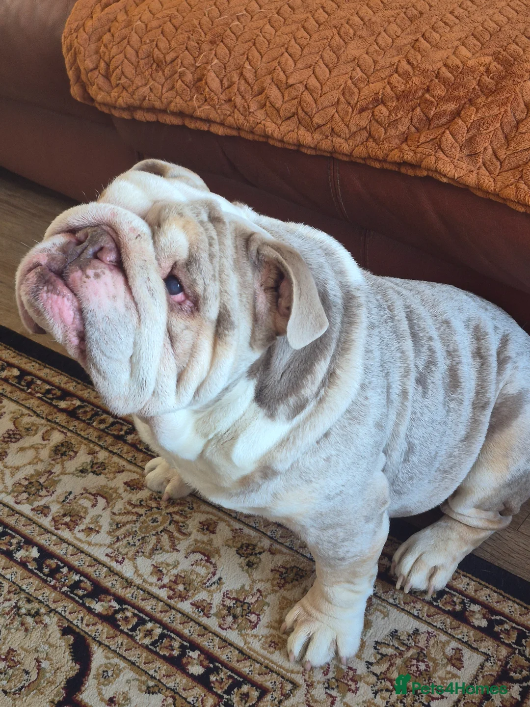 English Bulldog dogs for stud: Frank the tank  in West Malling - Advert 1