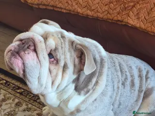 English Bulldog dogs Frank the tank - Advert 7