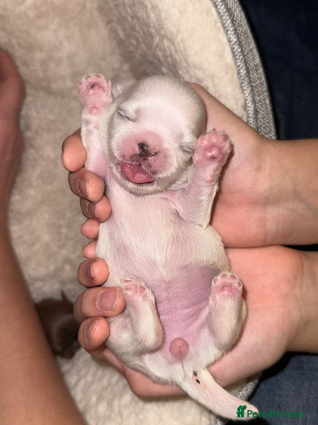 Shih Tzu dogs for sale: Shih tzu  - Advert 4