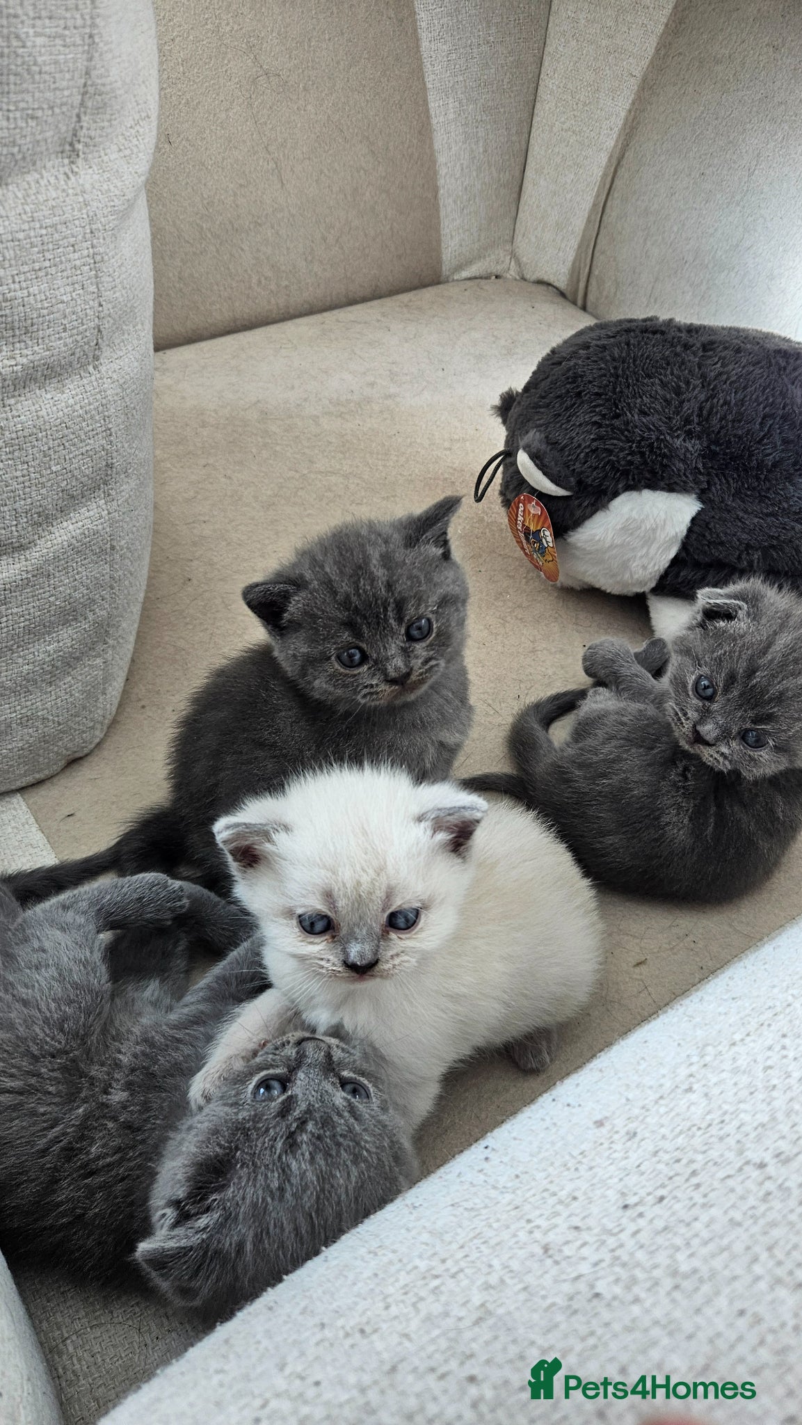 British Shorthair cats 🐱British Shorthair x Scottish Fold Kittens 👑✨️ - Advert 2