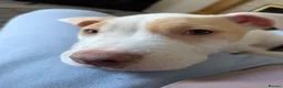 American Bulldog dogs for sale: Female American Bulldog x Staffy for Sale - Advert 8