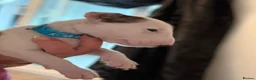 English Bull Terrier dogs for sale: Stunning English Bull Terrier pups. - Advert 13