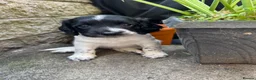 English Springer Spaniel dogs for sale: KC Registered Springer Spaniels - Advert 2