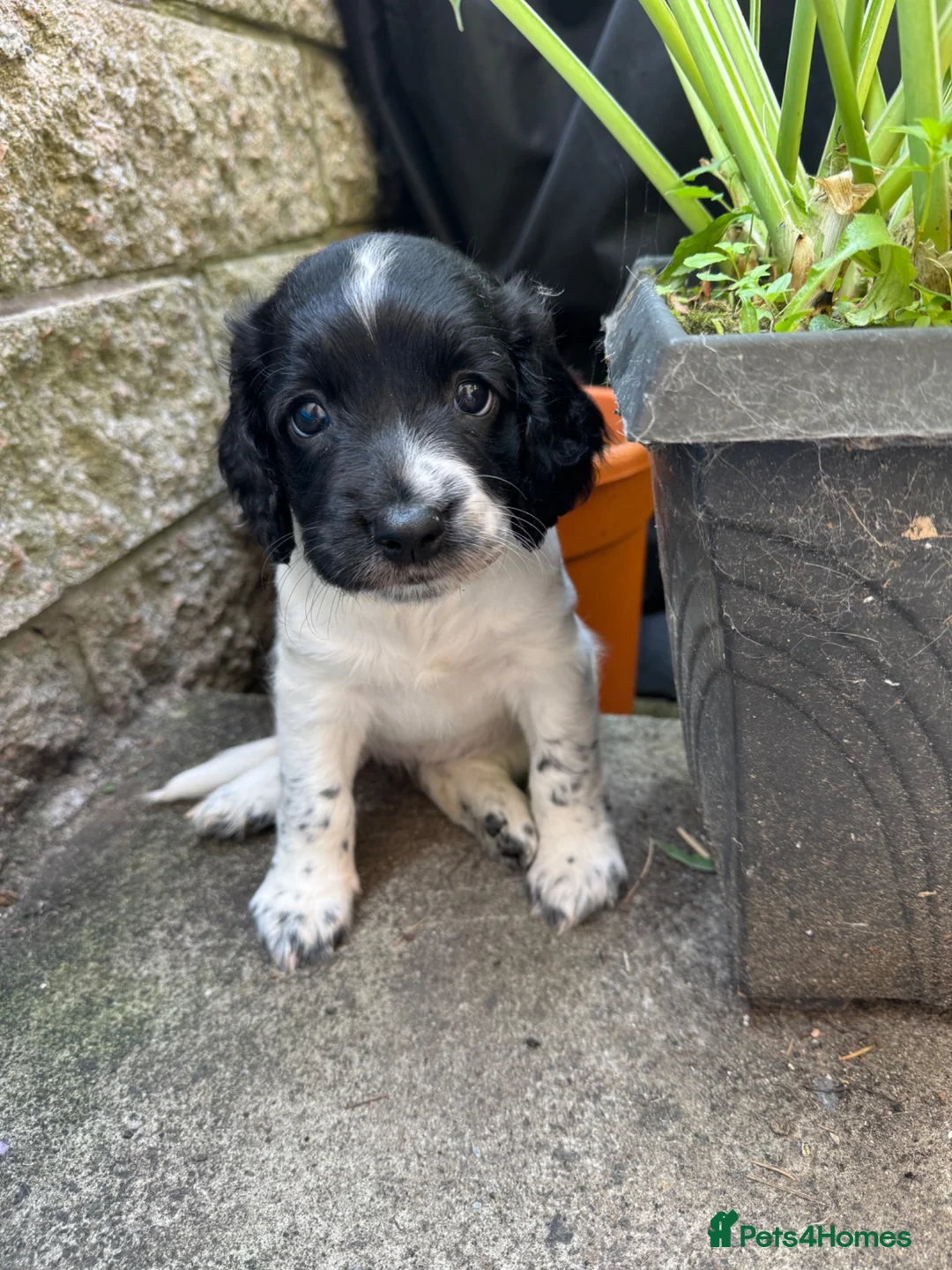 English Springer Spaniel dogs for sale: KC Registered Springer Spaniels - Advert 2