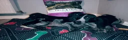 Mixed Breed dogs for sale: KC Basset Hound x KC German Shorthaired Pointer  - Advert 12