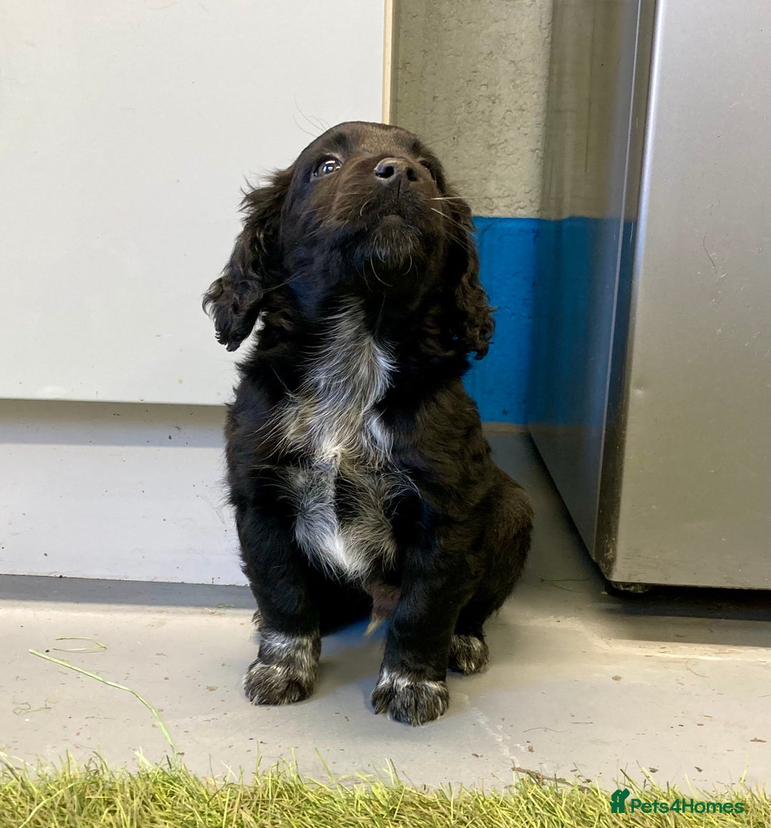 Sprocker dogs for sale: Sprocker Spaniel puppies - Advert 7