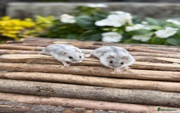 Hamster rodents for sale: Beautiful baby hamsters. Russian Dwarf and Syrian - Image 8