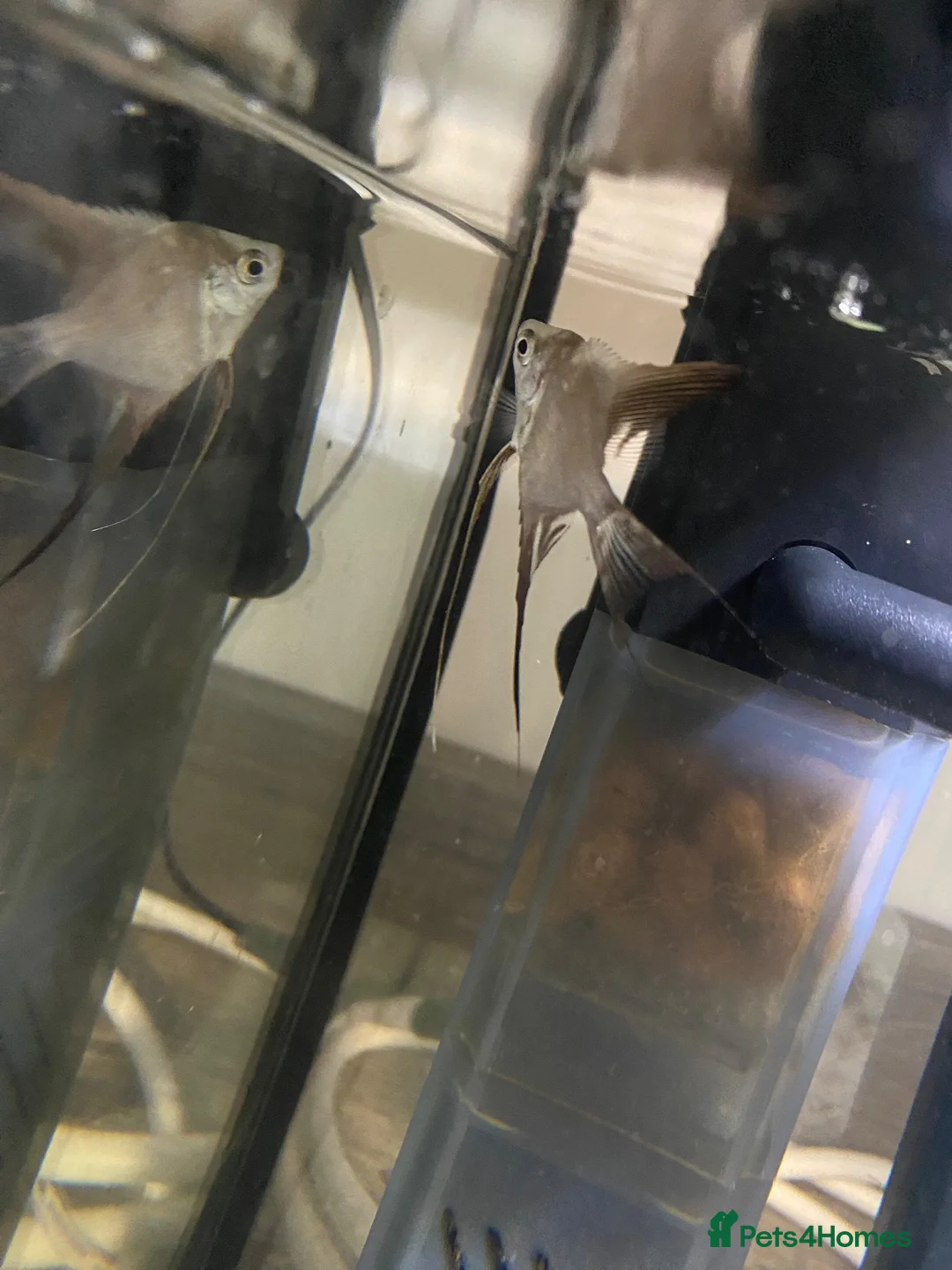 Angelfish fish for sale: Angel fish (California)  - Advert 1