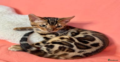 Bengal cats - Advert 2