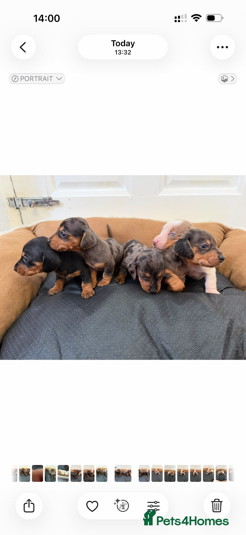 Dachshund dogs Stunning dachshund babies  - Advert 10