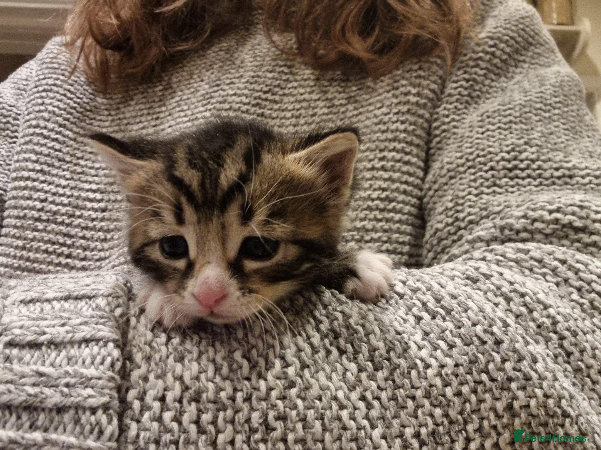 Mixed Breed cats for sale: BONDED PAIR bro/sis kittens - Advert 10