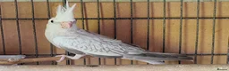 Cockatiels birds for sale: Beautiful Cockatiel Babies  - Advert 8