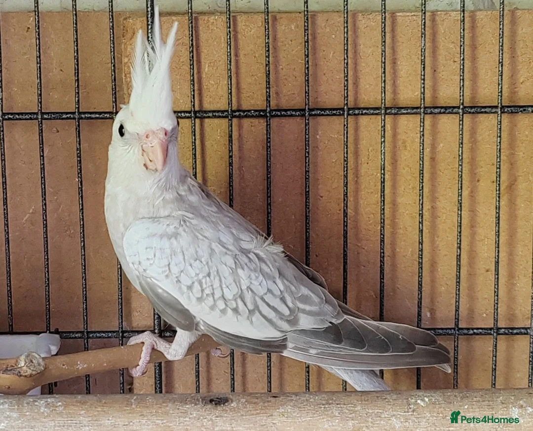 Cockatiels birds for sale: Beautiful Cockatiel Babies  - Advert 8