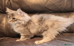 Maine Coon cats for sale: Beautiful TICA reg girl READY NOW! - Advert 4