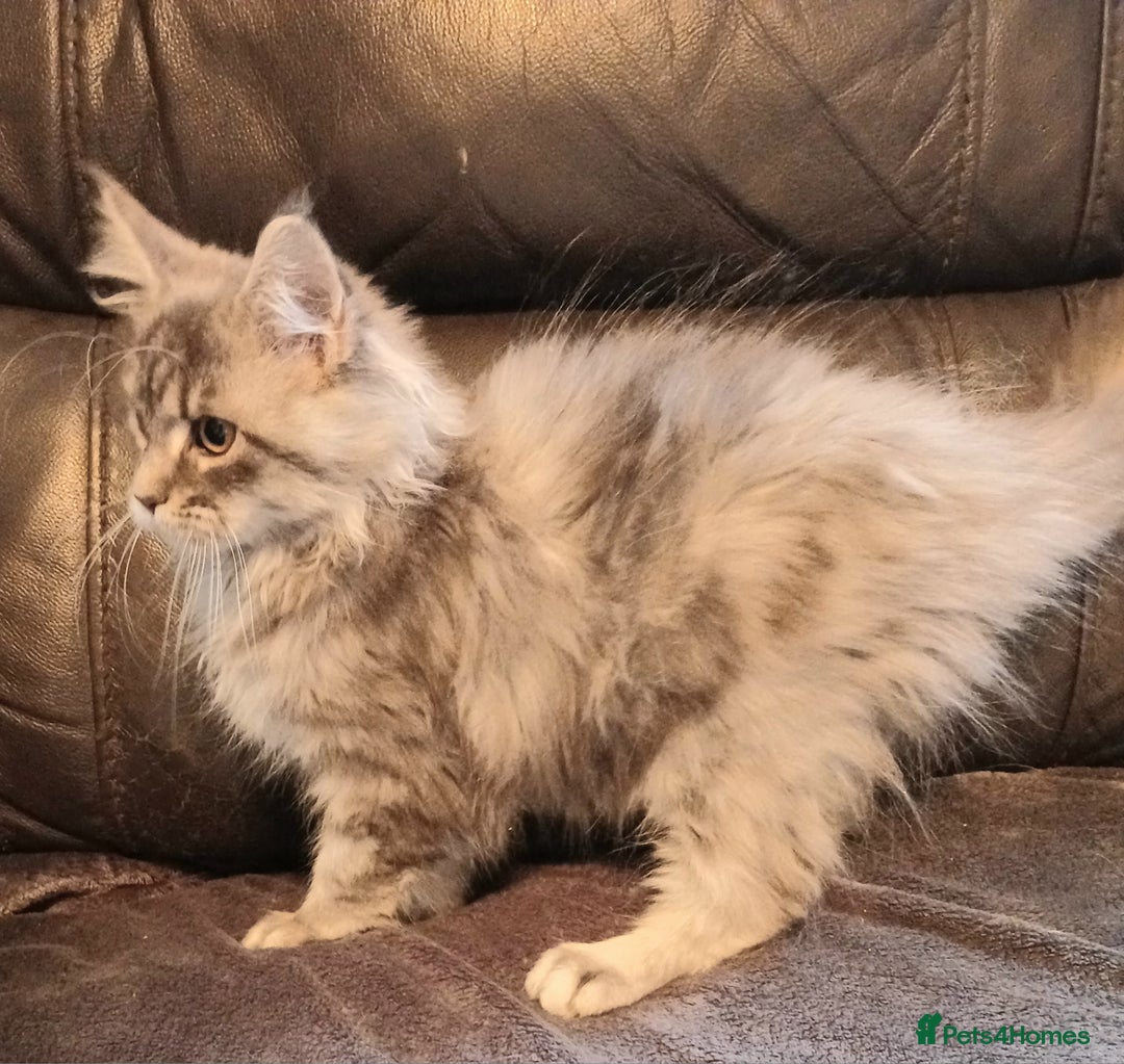 Maine Coon cats for sale: Beautiful TICA reg girl READY NOW! - Advert 4