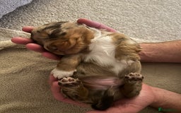 Miniature Dachshund dogs for sale: Stunning Kc Reg Long Hair Mini Dachshund puppies  - Image 31