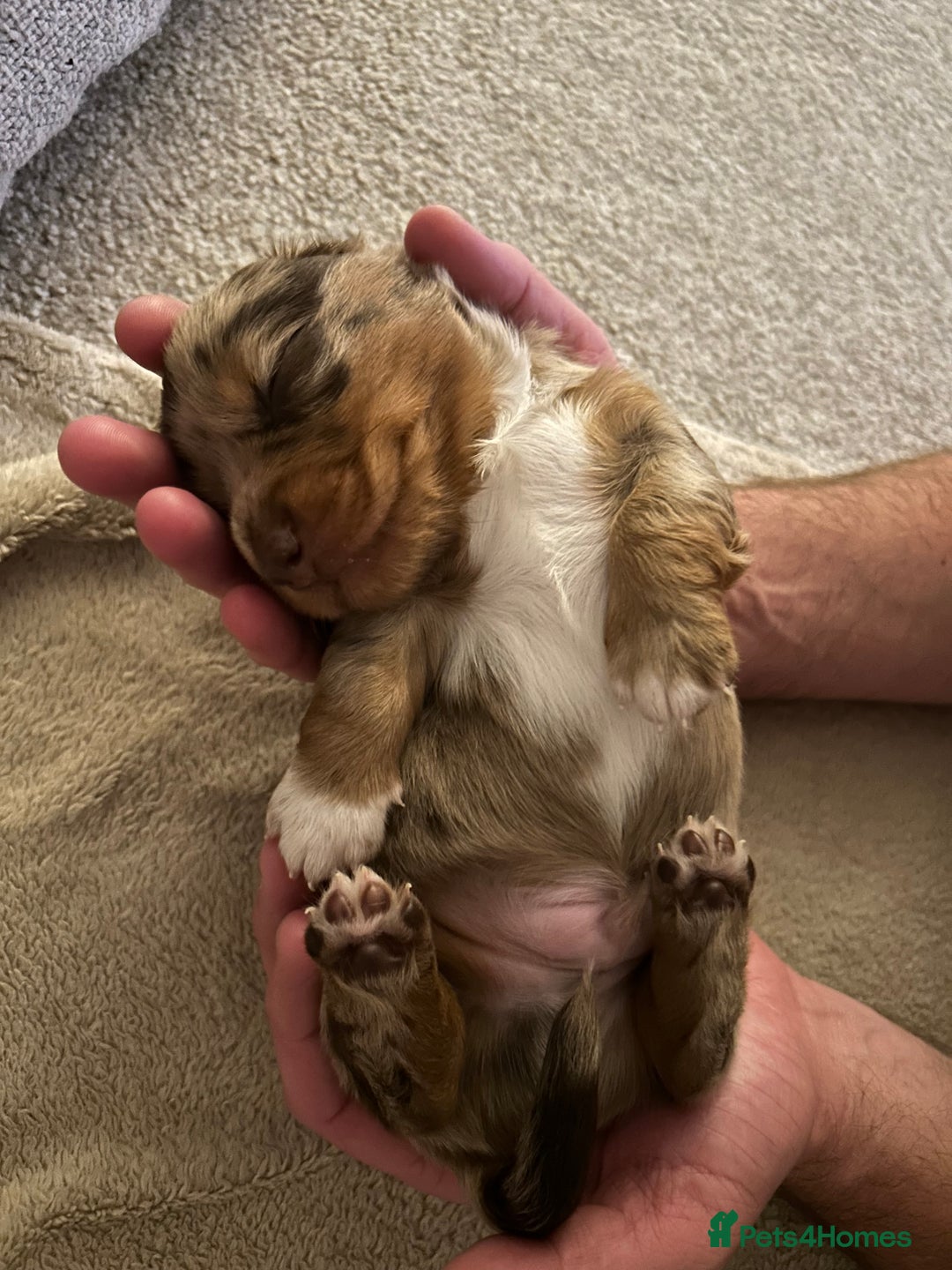 Miniature Dachshund dogs for sale: Stunning Kc Reg Long Hair Mini Dachshund puppies  - Image 31