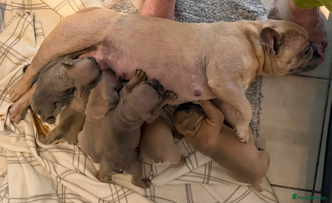 French Bulldog dogs for sale: French Bulldog Puppy's looking for a loving home - Advert 1