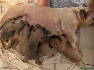 French Bulldog dogs French Bulldog Puppy's looking for a loving home - Advert 3