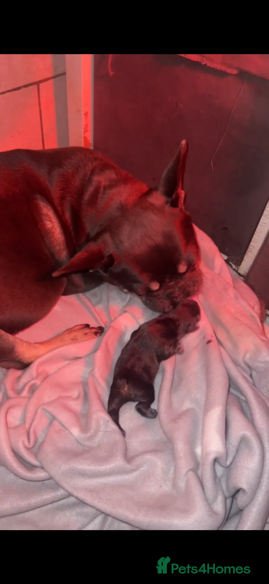 French Bulldog dogs for sale: French Bulldogs in Leeds - Advert 2