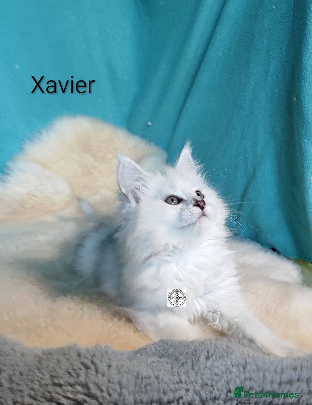 Maine Coon cats for sale: Unique maine coon kittens ❤️ - Advert 25