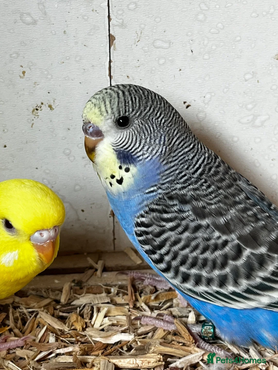 Budgerigars birds for sale: Budgies - Advert 2