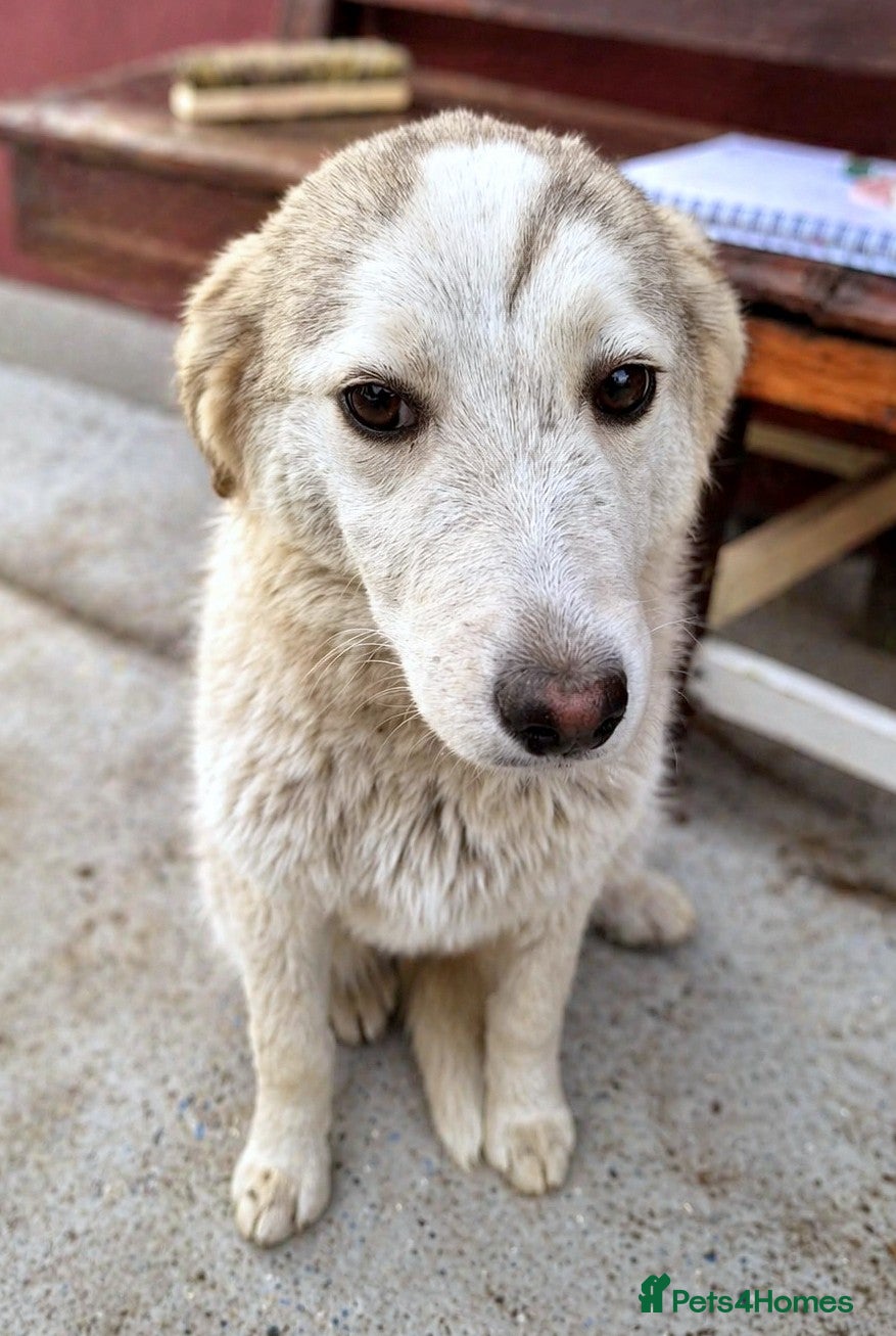 Mixed Breed dogs 🐾 Meet NALA - a Beautiful Girl for a Loving Home - Advert 10