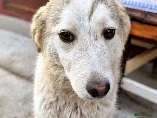 Mixed Breed dogs 🐾 Meet NALA - a Beautiful Girl for a Loving Home - Advert 10