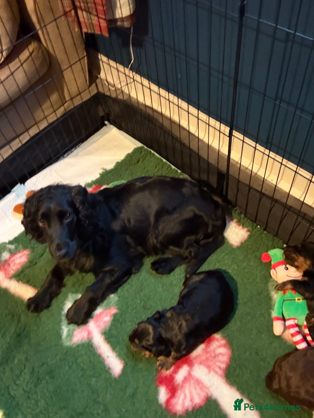 Cocker Spaniel dogs for sale:  Cocker Spaniel pup bitch for sale - Advert 2