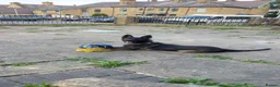 German Shepherd dogs for sale: German Shepard working line  - Advert 1