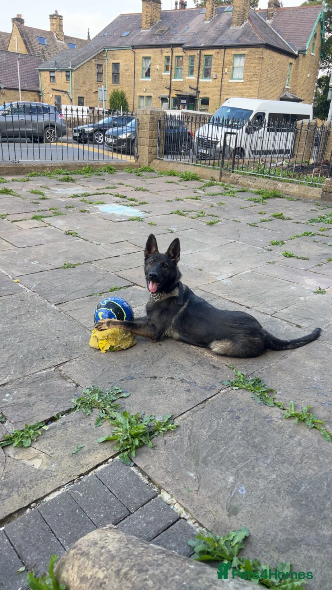 German Shepherd dogs for sale: German Shepard working line  - Advert 1