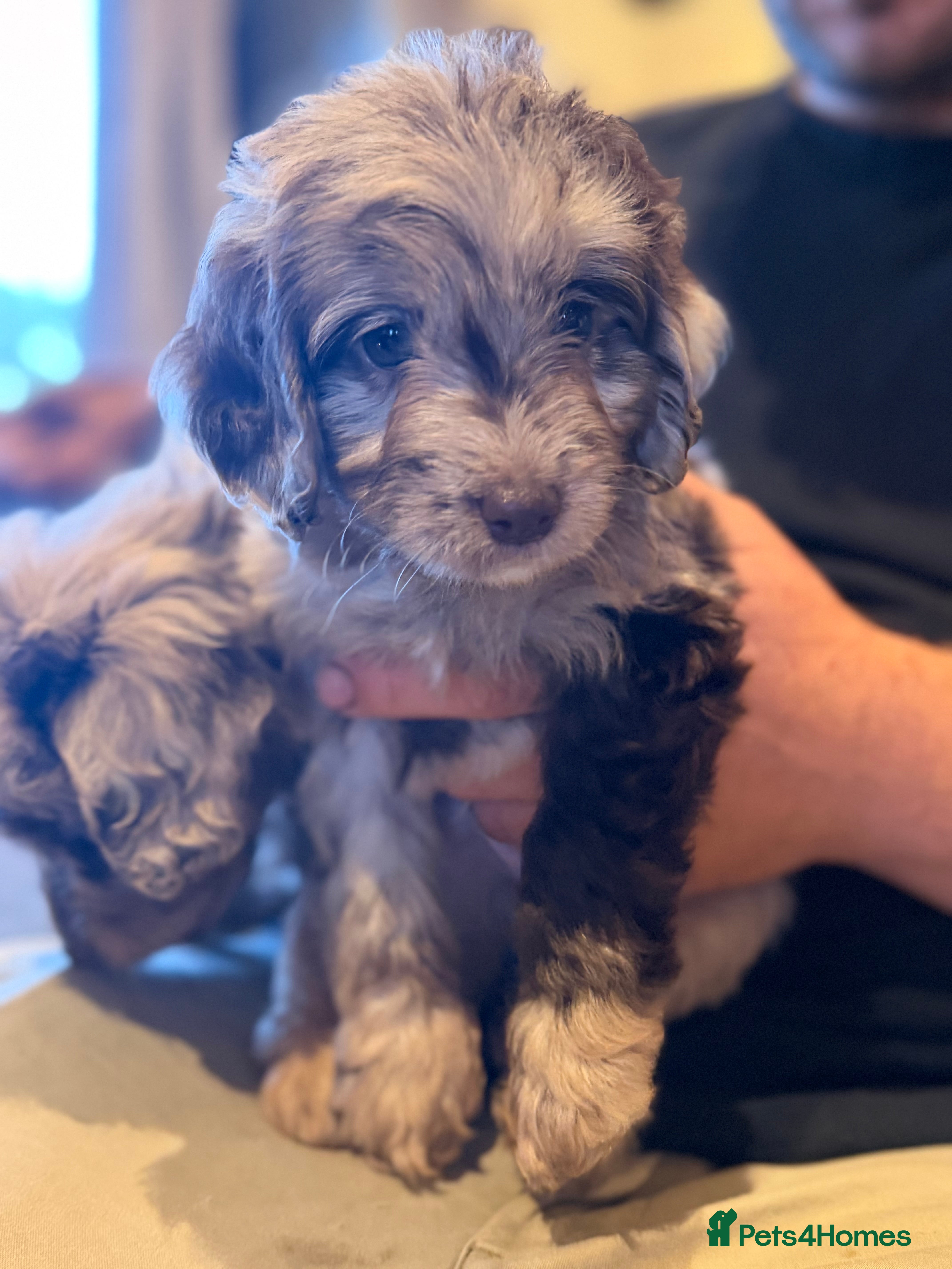 Cockapoo dogs Stunning Merle Cockerpoo’s - Advert 2
