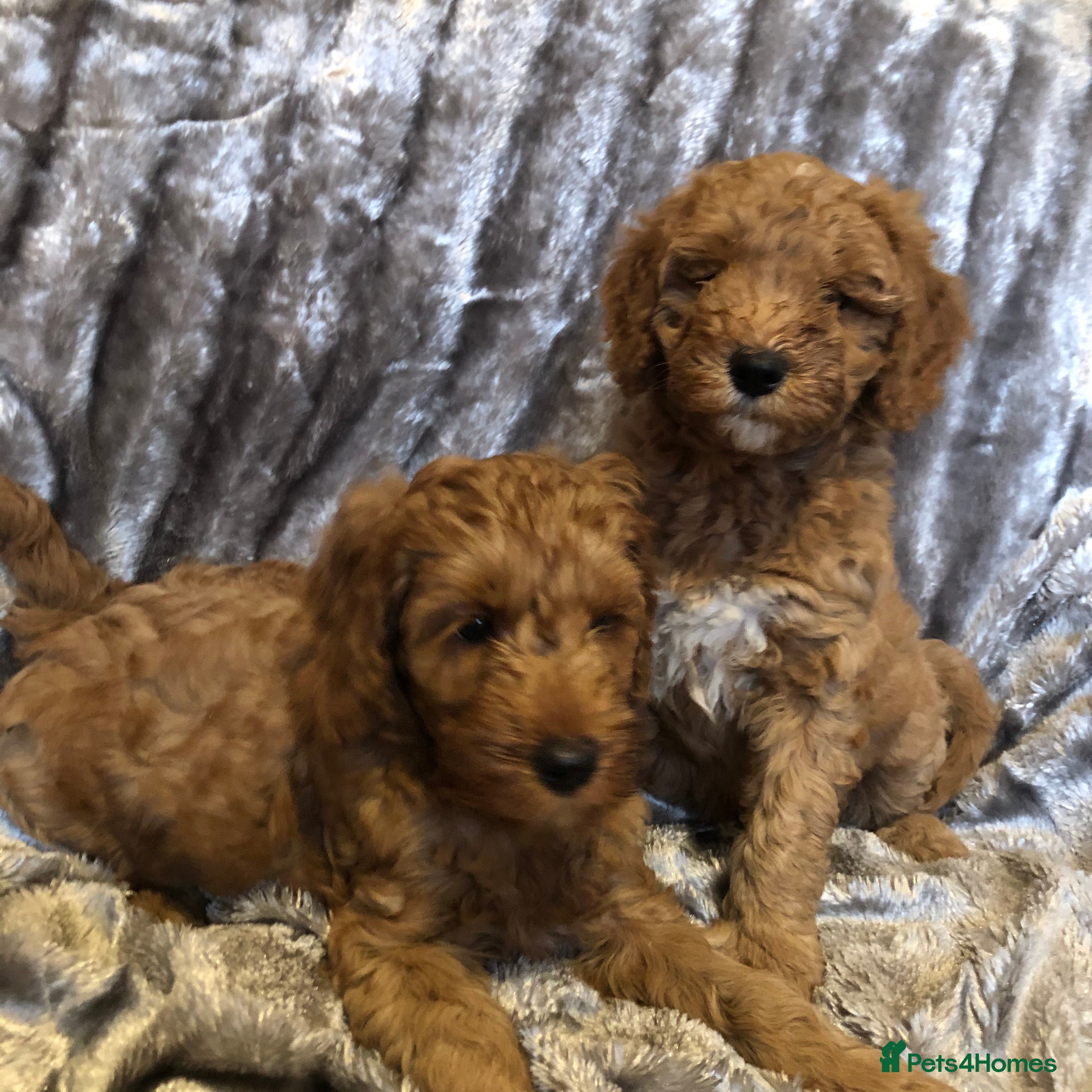Australian Labradoodle dogs 5* fully health checked Australian labradoodles - Advert 13