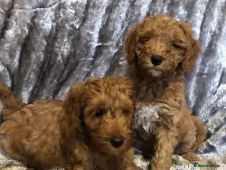 Australian Labradoodle dogs 5* fully health checked Australian labradoodles - Advert 13