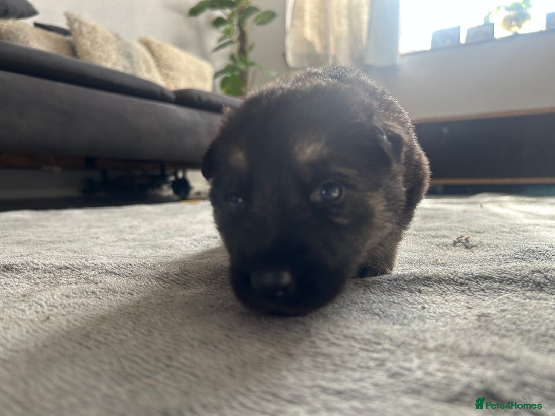 German Shepherd dogs for sale: ALFREDO  - Image 11