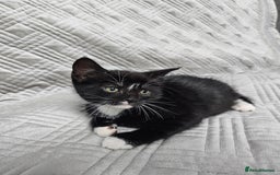 Mixed Breed cats for sale: Kittens for sale - Image 2
