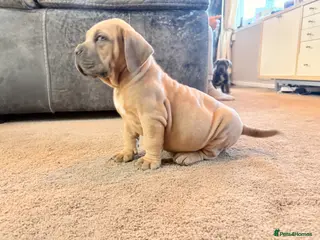 Boerboel dogs STUNNING NABBR REGISTERED GIRLS. - Advert 1