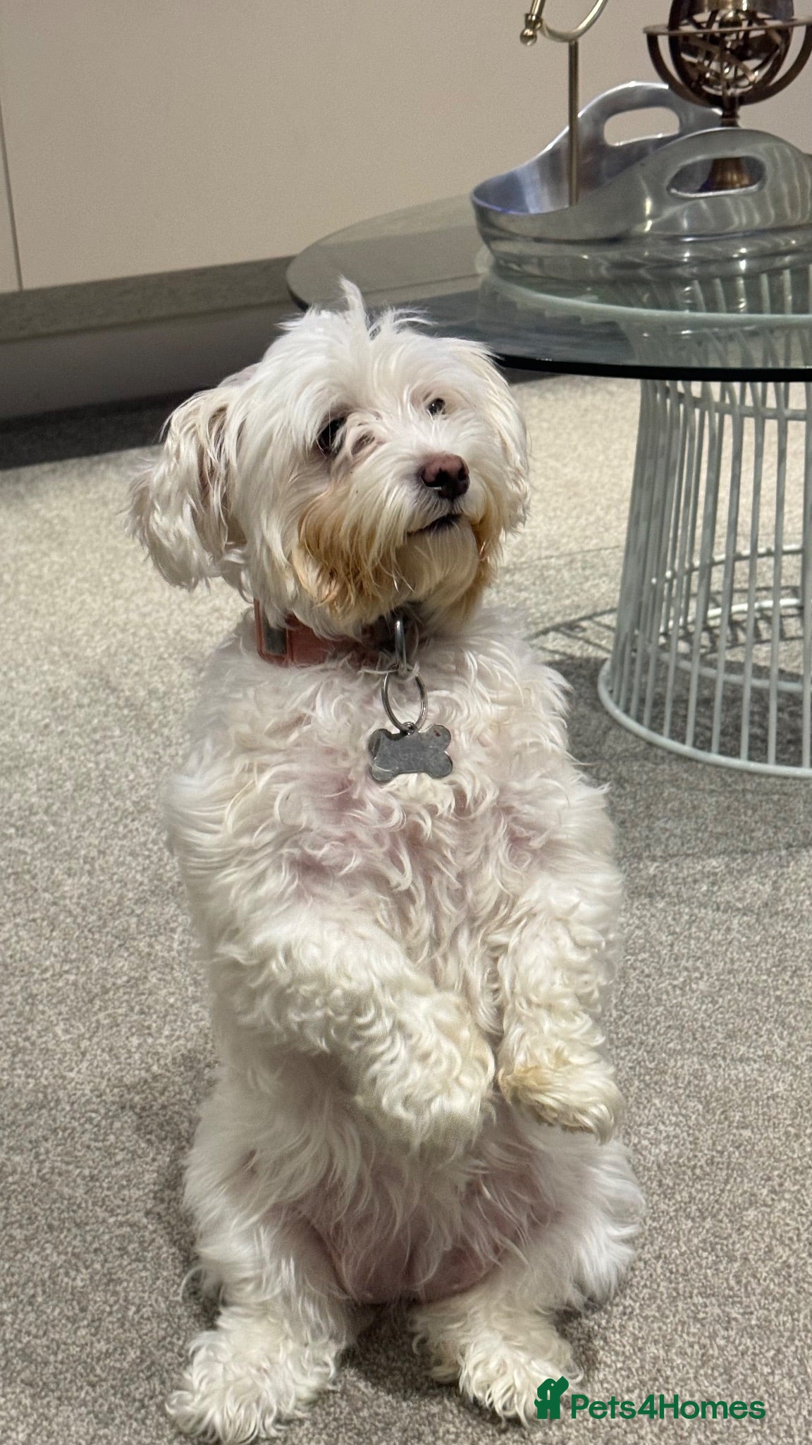 Maltese dogs Snowy - Advert 1