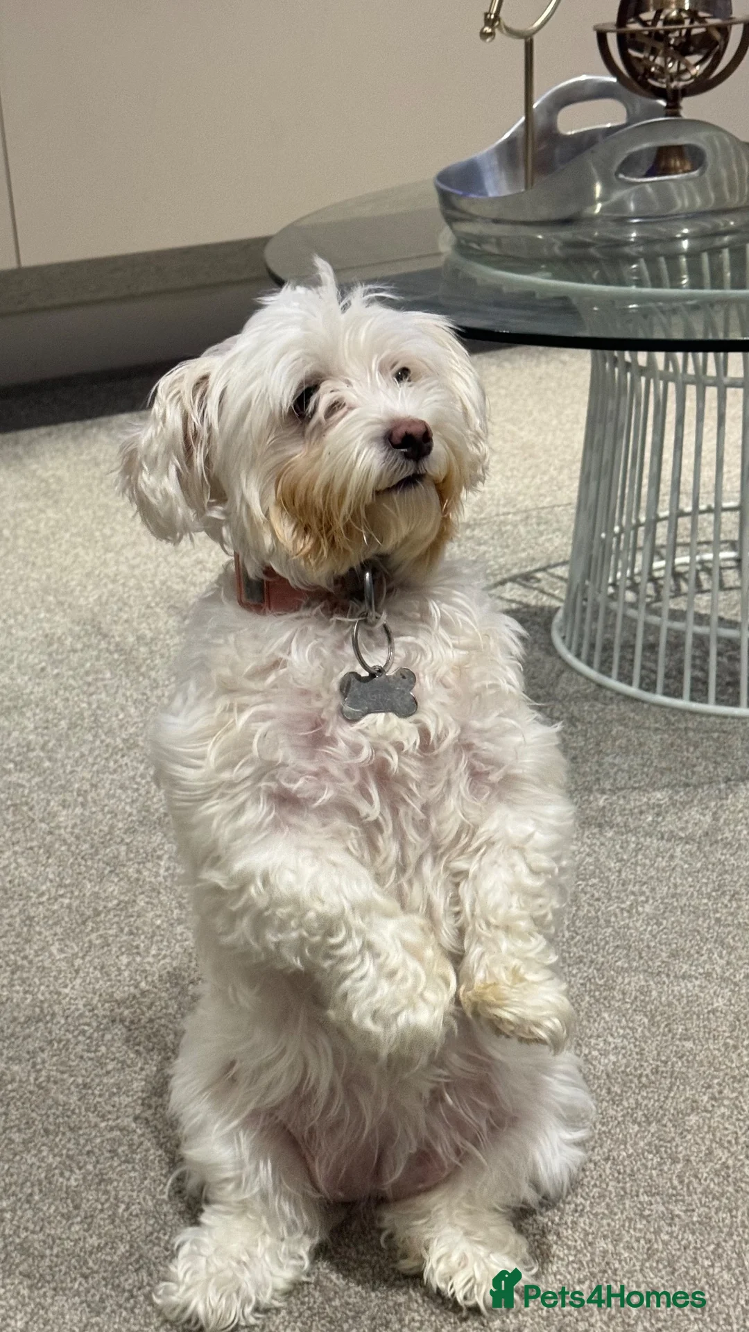 Maltese dogs for sale: Snowy in Leicester - Advert 1