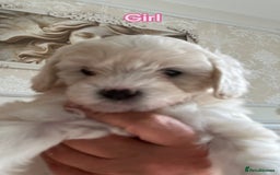 Poochon dogs for sale: F1 poochon puppies   - Image 6