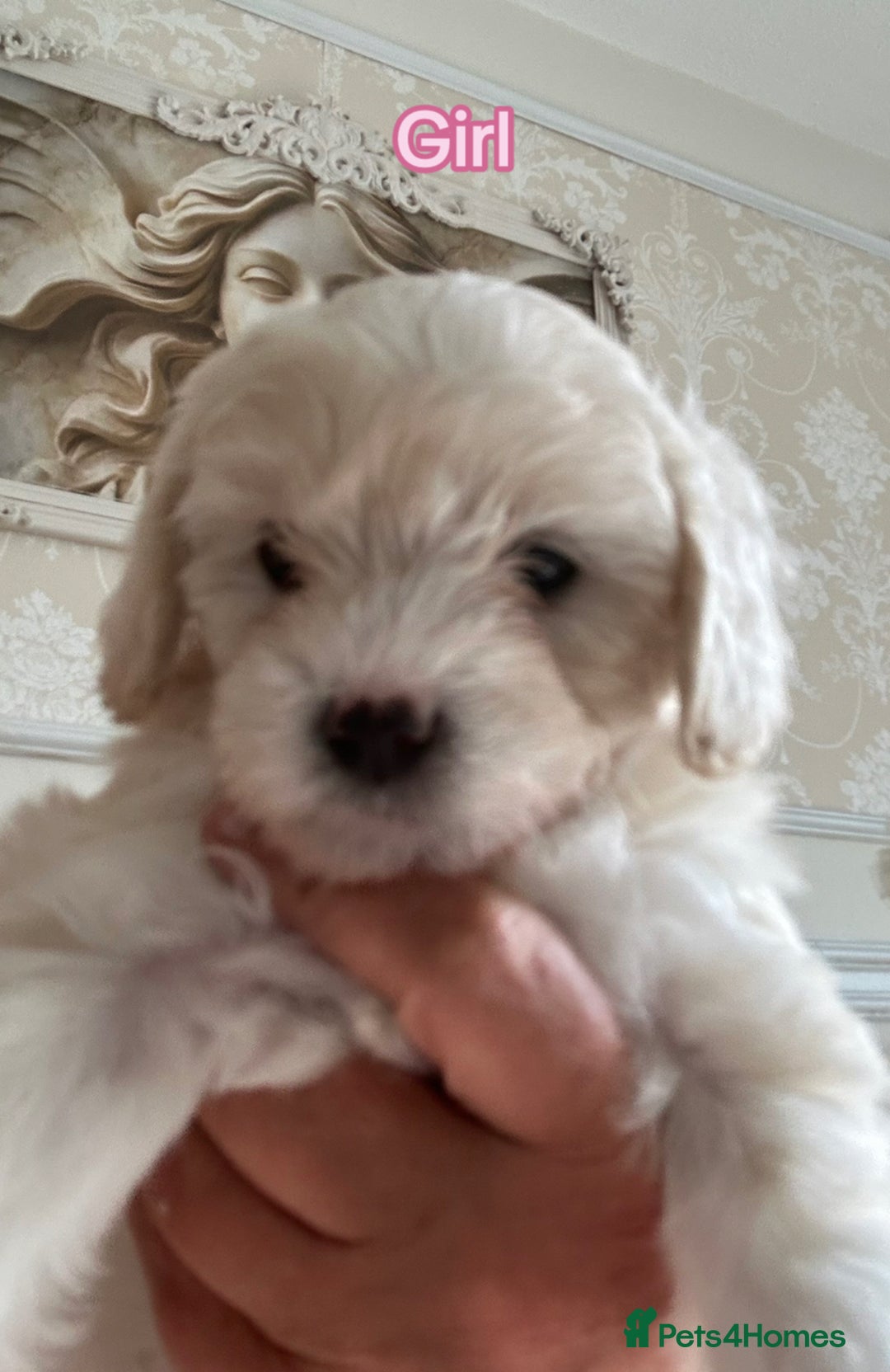 Poochon dogs for sale: F1 poochon puppies   - Image 6