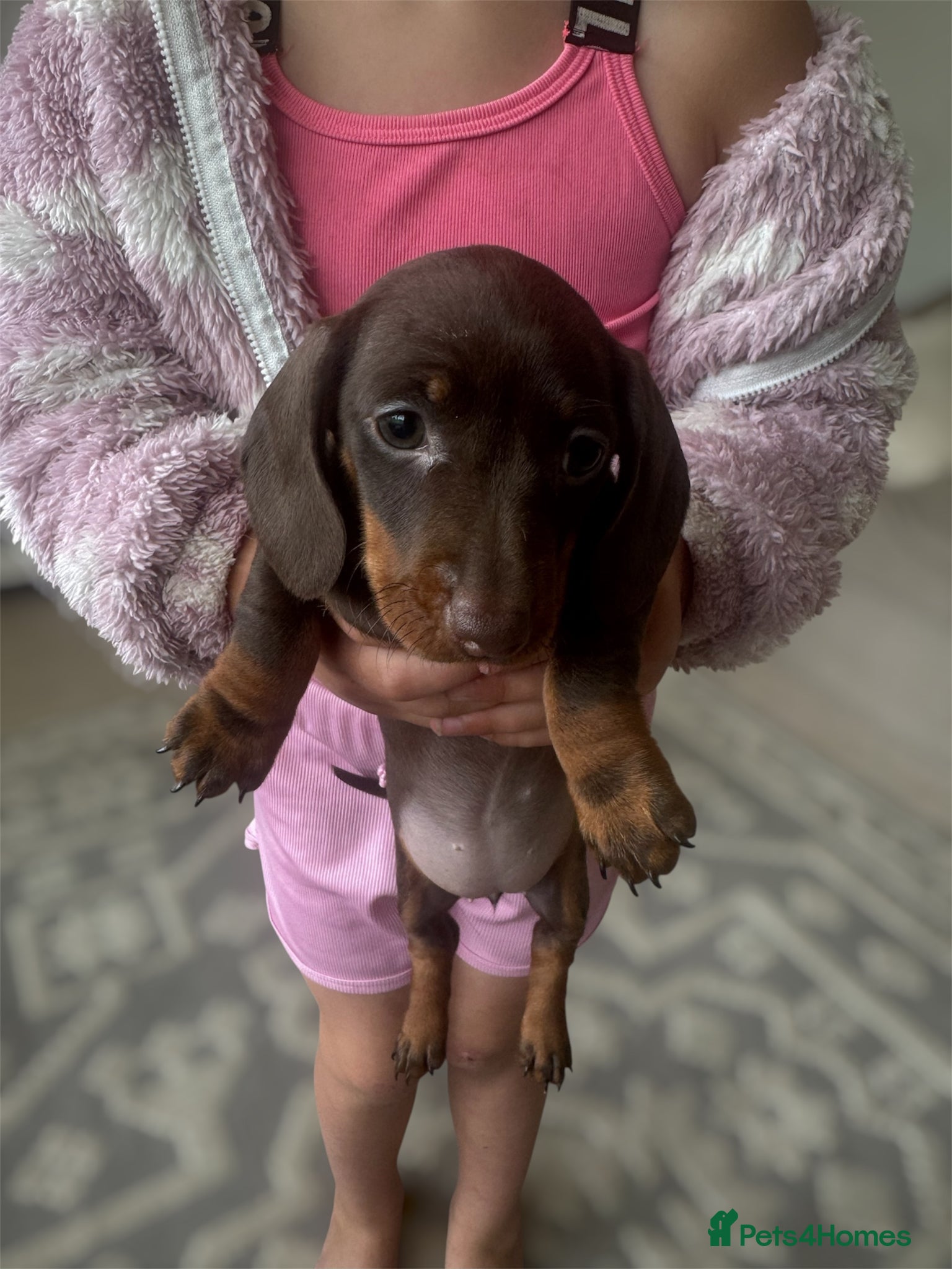 Miniature Dachshund dogs Stunning quality mini dachshund girls true to type - Advert 3