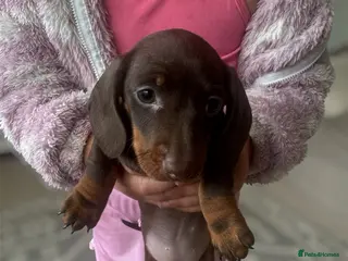 Miniature Dachshund dogs Stunning quality mini dachshund girls true to type - Advert 3
