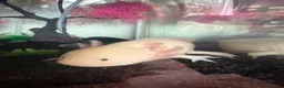 Axolotl reptiles for sale: Male Albino Axolotl  in Wrexham - Advert 2