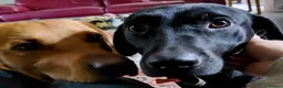 Labrador Retriever dogs for sale: Red fox and black lab retriever puppies. - Advert 3