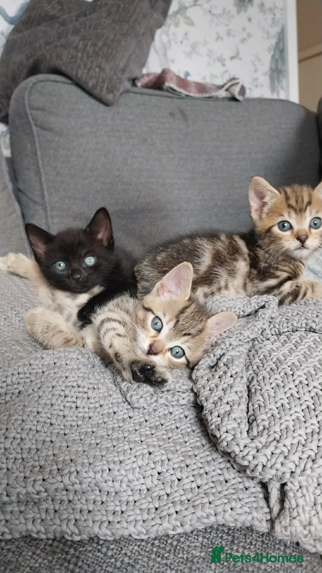 Mixed Breed cats for sale: 3 kittens for sale  - Advert 2