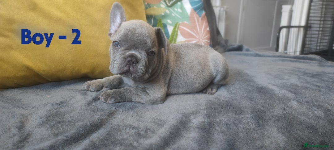 French Bulldog dogs for sale: 3 Girls - 2 Boys Frencbulldog Puppies - Image 4